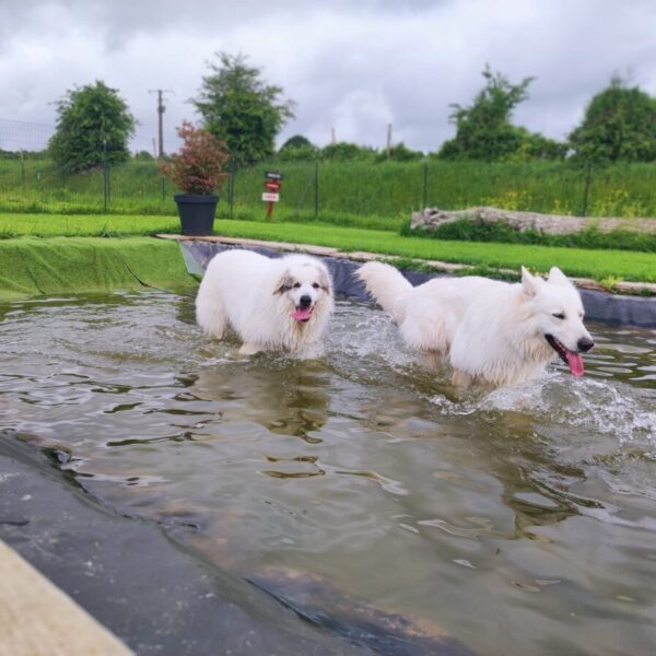 Chiens dans l'eau au Centre Canin Le Parc de l'Aure avec Piscine pour chiens dans la Somme près d'Amiens à Saisseval