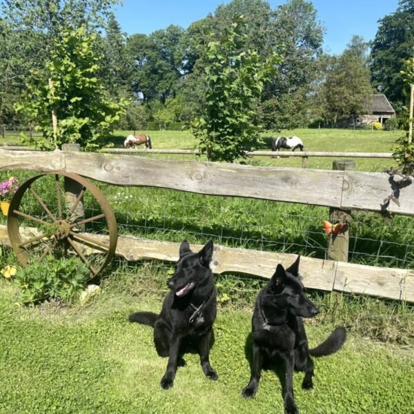 Chiens au gite le clos du val à loup en Normandie