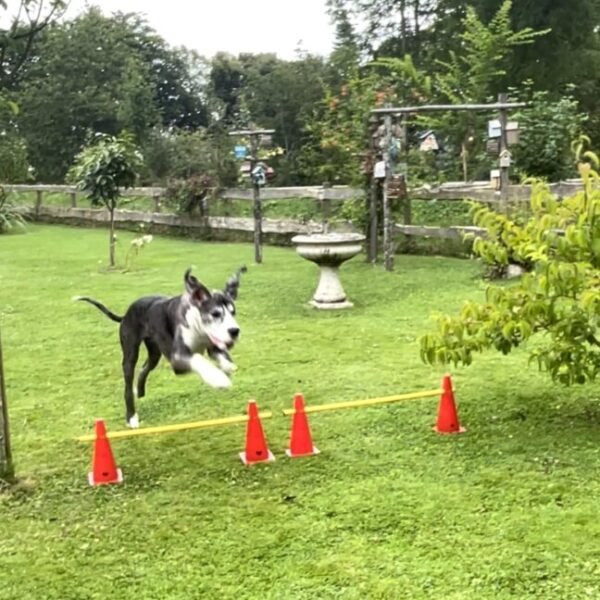 Chien au gite le clos du val à loup en Normandie