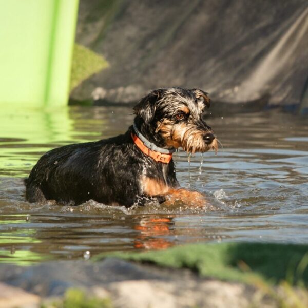 Chien dans l'eau au Centre Canin Le Parc de l'Aure avec Piscine pour chiens dans la Somme près d'Amiens à Saisseval