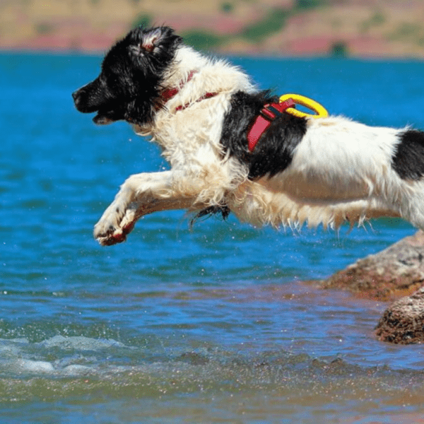 chien terre neuve qui apprend le sauvetage à l'eau