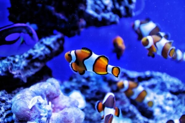 L’Aquarium du Limousin