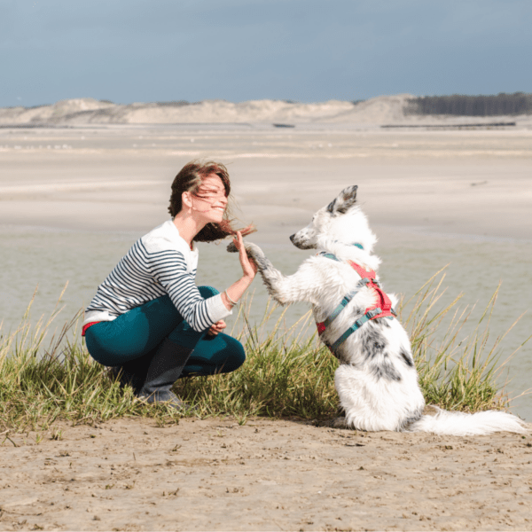 séjour d'une semaine en Baie de Somme où votre chien est accepté partout