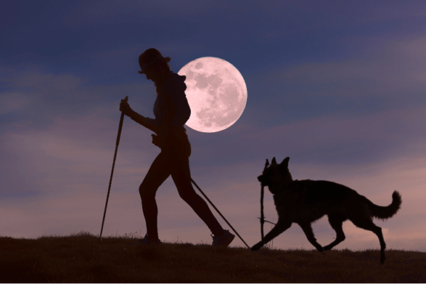 Un chien berger allemand et un marcheur se baladent le soir de pleine lune quand il fait nuit en été pour éviter la chaleur