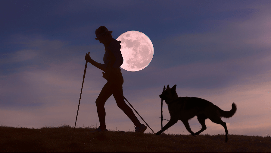 Un chien berger allemand et un marcheur se baladent le soir de pleine lune quand il fait nuit en été pour éviter la chaleur