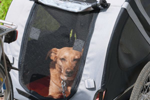 Beach Bikes – La Couarde-sur-mer