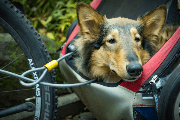 Beach Bikes – Loix