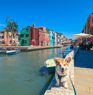 visite de l'île de Burano avec un chien à Venise en Vénétie au Nord de l'Italie