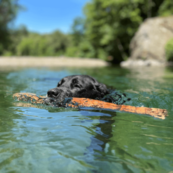 la nage est excellente pour renforcer les muscles de votre chien tout en l'amusant