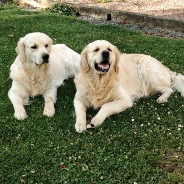 Chiens dans le jardin du gîte de la chouette en Normandie à Hattenville