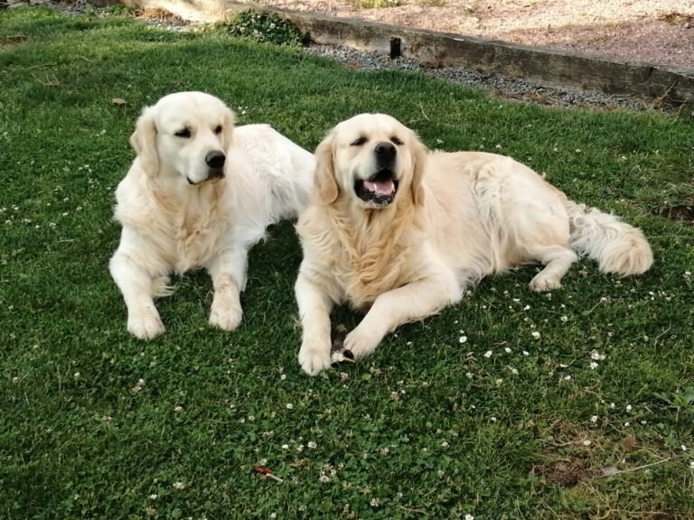 Chiens dans le jardin du gîte de la chouette en Normandie à Hattenville