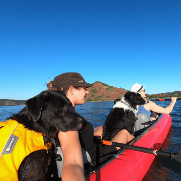 sortie canoë à deux chiens et deux personnes