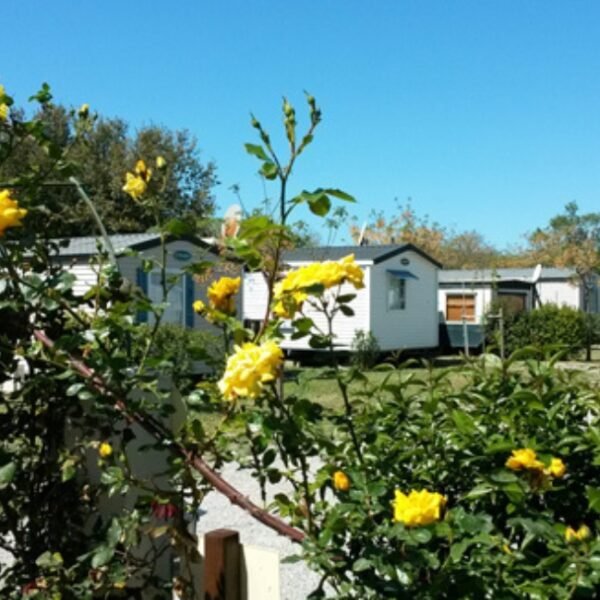 Chalets du Flower Camping Altéa à Vic la Gardiole dans l'Hérault près de Montpellier