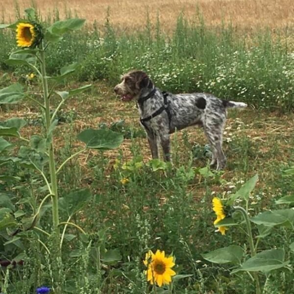 Hugo le chien des Gites Le Paddock du Bec en Normandie au Bec-Hellouin dans l' Eure