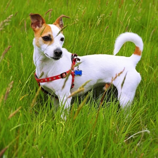 Chien en balade au Domaine de la Ferme de Fourges en Normandie dans l'Eure proche de Pont Audemer