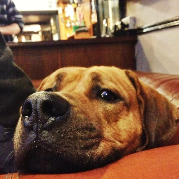 Chien au Bar le Calypso à Crozon en Bretagne dans le Finistère