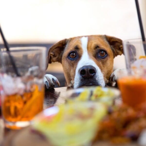 Chien en terrasse du Bar le Calypso à Crozon en Bretagne dans le Finistère