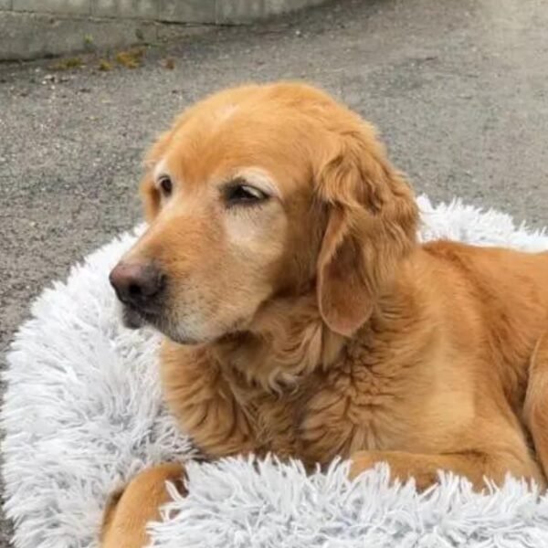 Chien dans son panier aux Gites Parenthèse en Forêt dans Tarn en Pleine nature en Occitanie