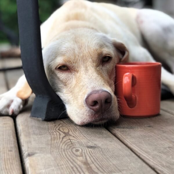 Chien sur la terrasse du Restaurant Café Pain & Cie à Nice en centre ville dans les Alpes Maritimes en Paca