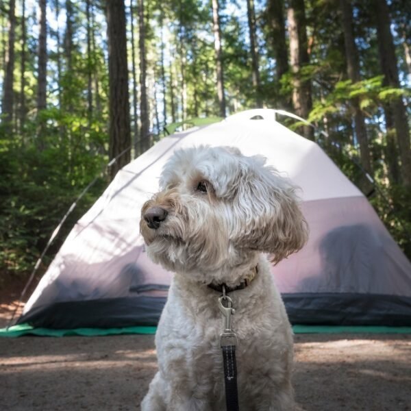 Chien devant sa tente au Camping Municipal Camp'Eure à Pont de l'Arche en Normandie dans l'Eure