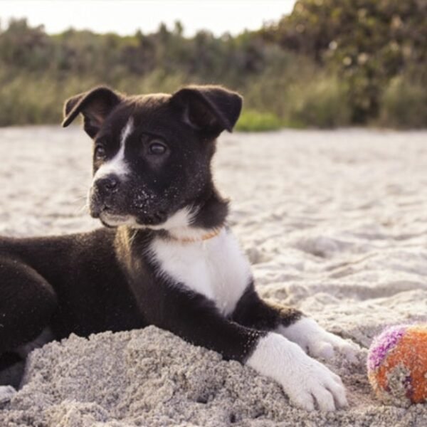 Chien sur une plage proche du Camping Sea Green Cala Llevado en Espagne sur la Costa Brava à Tossa de Mar