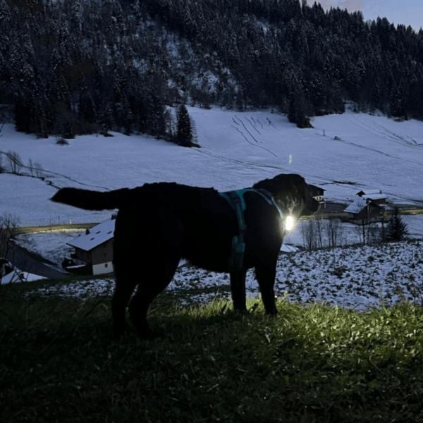 chien dans la nuit visible grâce à la lampe amovible bicolore à LED de chez Decathlon