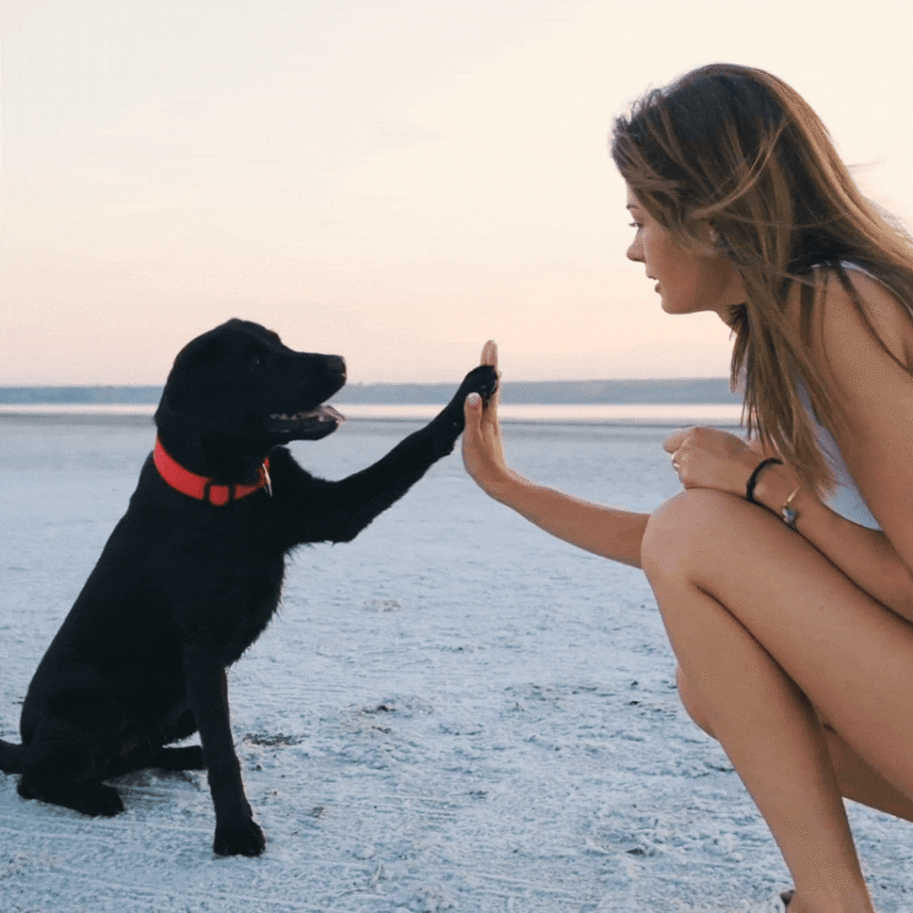 apprendre un tour à son chien pendant sa croisière fluviale avec Locaboat en Bretagne