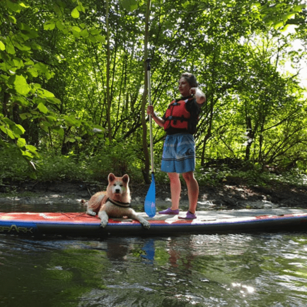 visite des marais en paddle avec un gros chien