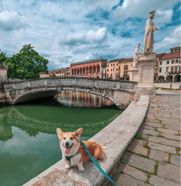 chien devant un pont et les rues avec les arcades de Padoue, en Vénétie en Italie