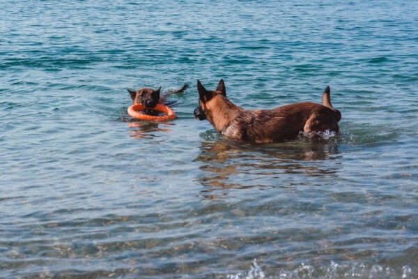 Plage Canine : Plage des Capucins