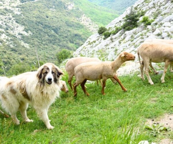 Randonner avec son chien : guide de survie face aux patous