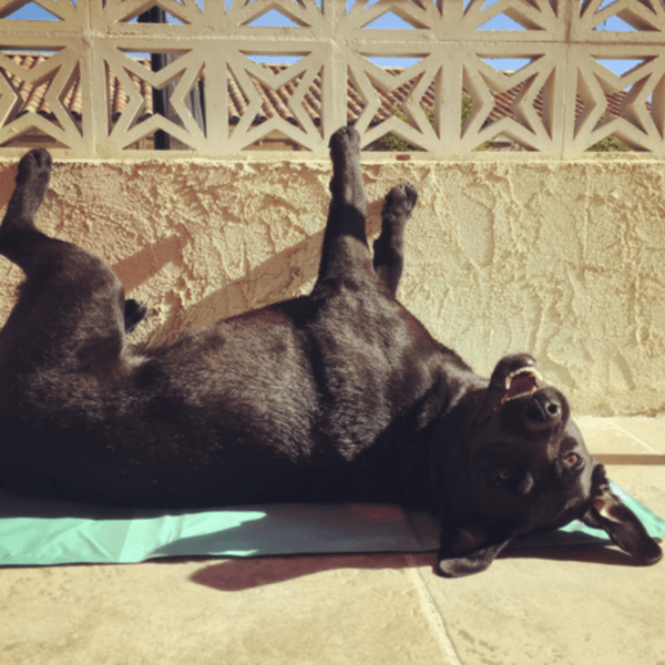 chien qui supporte la chaleur grâce à son tapis de refroidissement