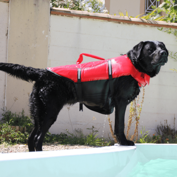 le chien porte un gilet de sauvetage au bord de la piscine