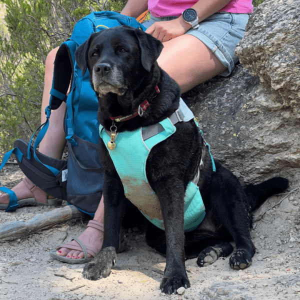 le harnais rafraichissant Swamp Cooler de chez Ruffwear permet à votre chien de profiter des balades en été malgré la chaleur