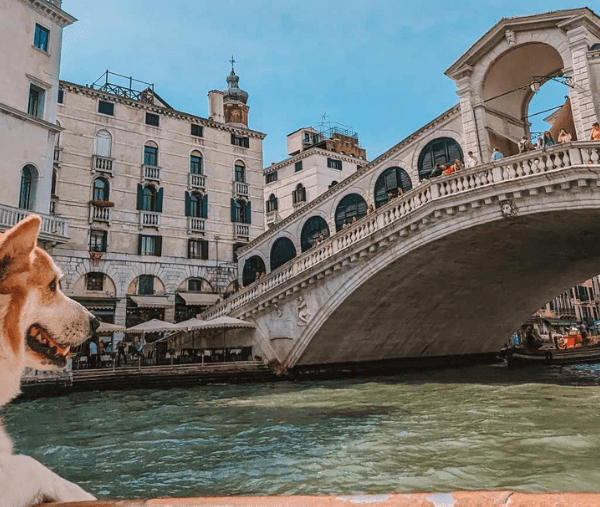 les chiens sont autorisés sur les bateaux à Venise pour passer sur les canaux sous les ponts dans la Vénétie en Italie