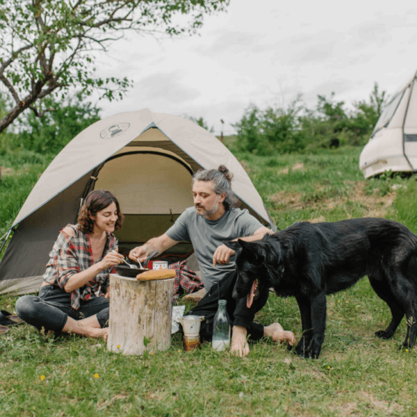 tente installée pour la soirée en pleine nature avec un chien