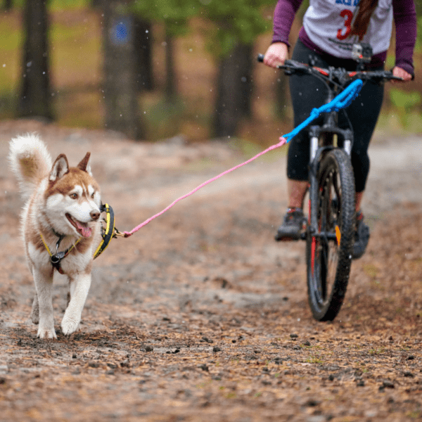 cani-vtt dans la forêt