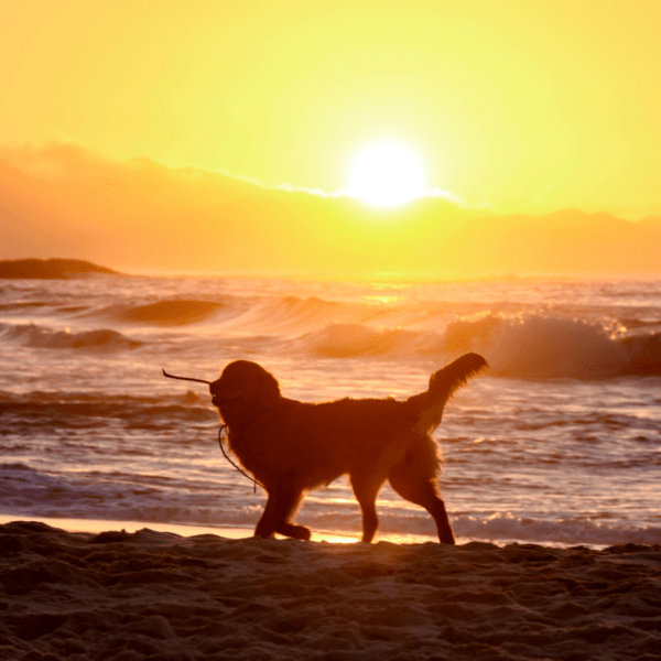 chien golden retriever qui joue avec un bâton sur la plage au lever du soleil