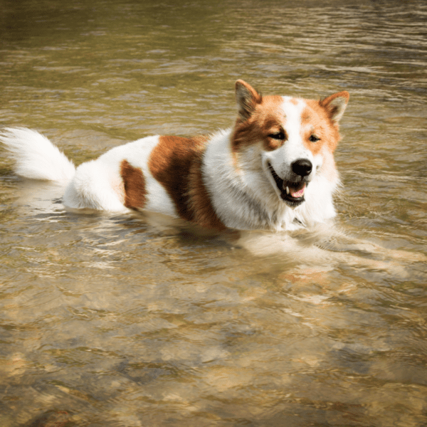 un chien se rafraichit dans une rivière pendant l'été