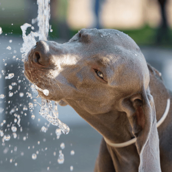 le chien boit à une fontaine pour se rafraichir après ses activités de l'été