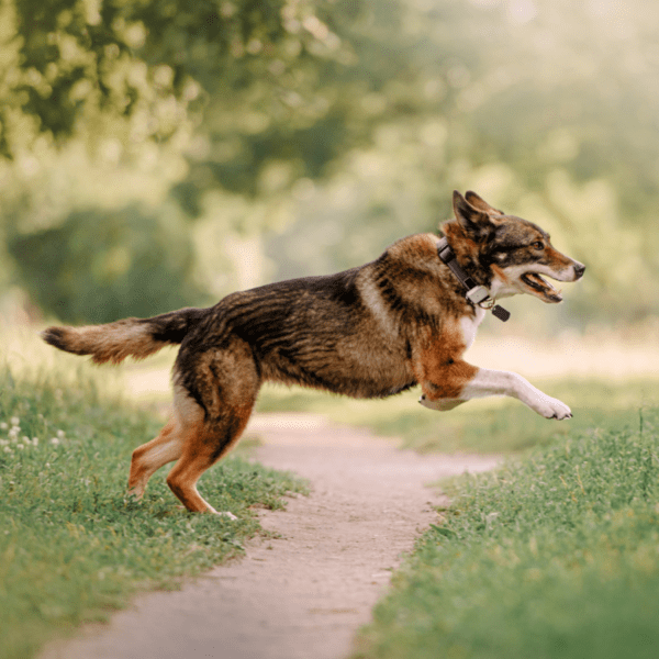 le collier GPS peut vous aider à retrouver votre chien s'il s'éloigne pendant la randonnée