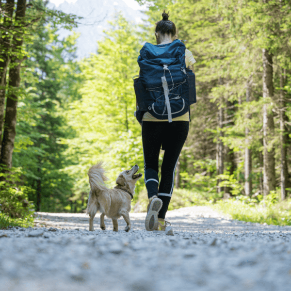 forêt dans la campagne idéale pour la randonnée avec un chien