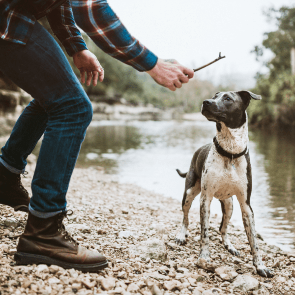 pause pendant la randonnée avec du jeu avec le chien