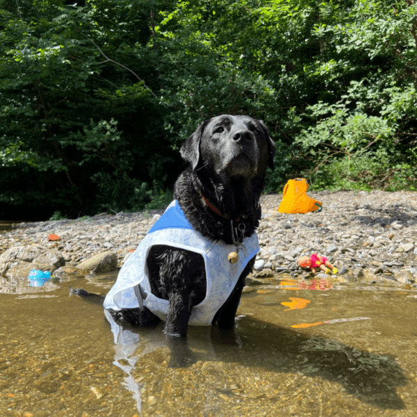 le chien porte une veste rafraichissante dans l'eau pour rester longtemps au frais pendant la canicule