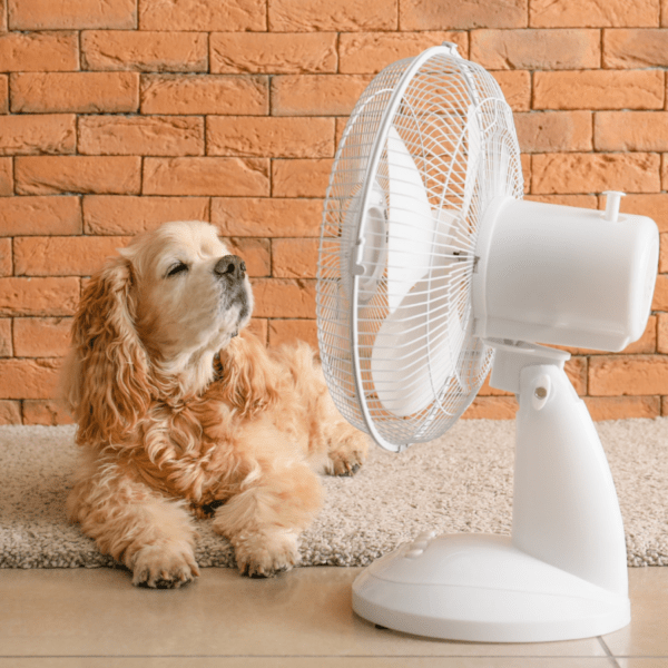 chien qui profite de l'air du ventilateur pendant les fortes chaleurs