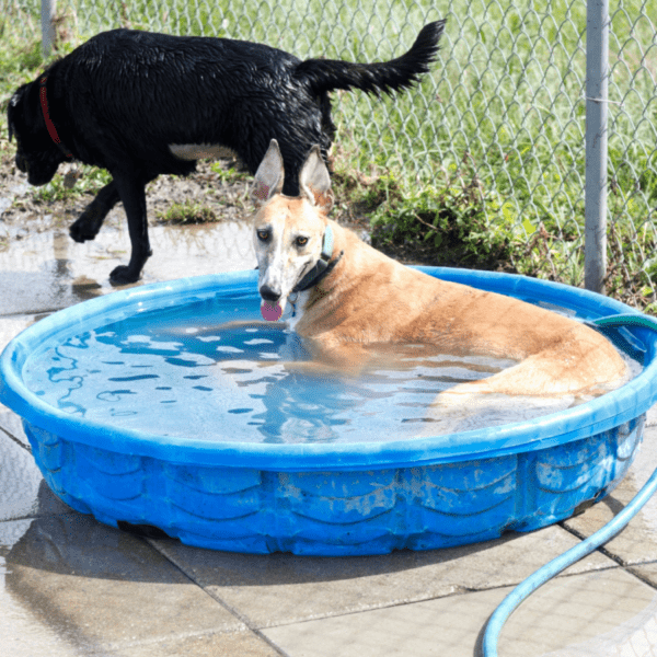 c'est le moment d'installer une piscine pour chiens dans le jardin pour qu'ils puissent se rafraichir