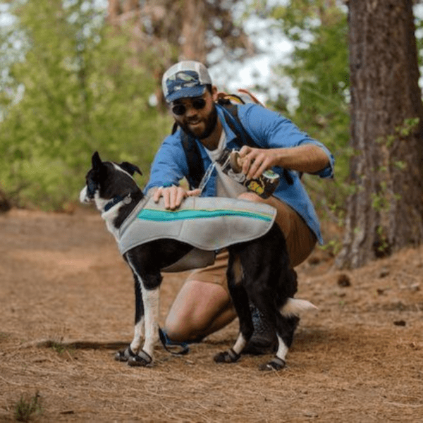 veste fraicheur portée par un chien border collie