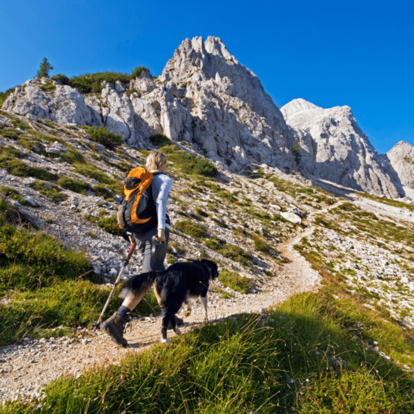 chemin de randonnée accessible aux chiens cet été