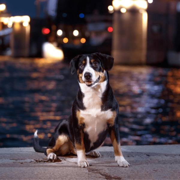 chien bouvier d'appenzell devant un canal dans la ville de nuit