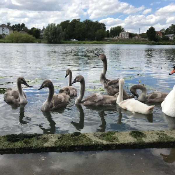 Cygnes sur la rivière à coté du Gîte la Maison des Pêcheurs près de Louviers dans l'Eure en Normandie